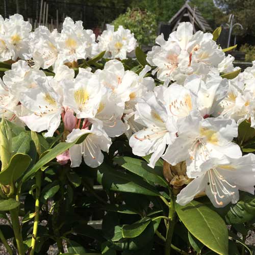 Rhododendron Cunninghams Blush - Hardy Hybrid | ScotPlants Direct